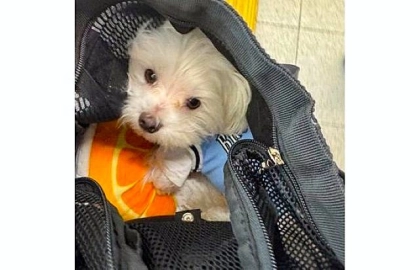 バッグの中身大公開！「いつでもいっしょだよぉ♡」なワンコ