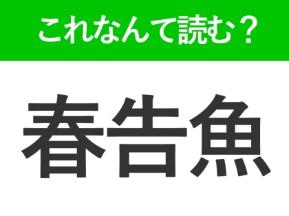 【春告魚】はなんて読む？漢字の通り春が旬の魚です！