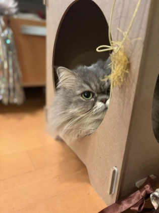 眼光鋭いにゃんこの視線がとらえているのは!?