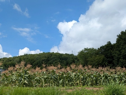 「食べに来て！夏の味覚！」長野県信濃町にある【もろこし街道】で出会った極旨のトウモロコシ
