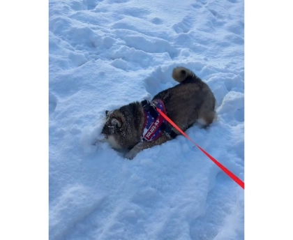 パウダースノーに大歓喜!大はしゃぎする柴犬見つけた♡