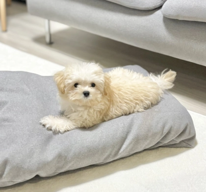 「僕何かしましたか？」おとぼけ上手なあざと犬発見！