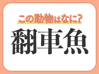 【翻車魚】はなんて読む?誰もが知っているあの癒し系の魚の名前!