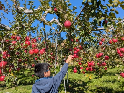 「おいしさがつまってます!」行楽の秋を長野・小諸市で楽しむ!【リンゴ狩り】と【ニジマス釣り】