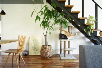 観葉植物でおしゃれに!インスタから学ぶインテリア実例集まとめ