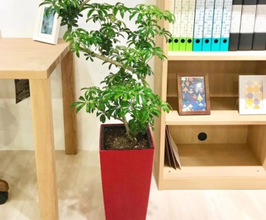 観葉植物の鉢は種類がたくさん！おしゃれな鉢のご紹介も