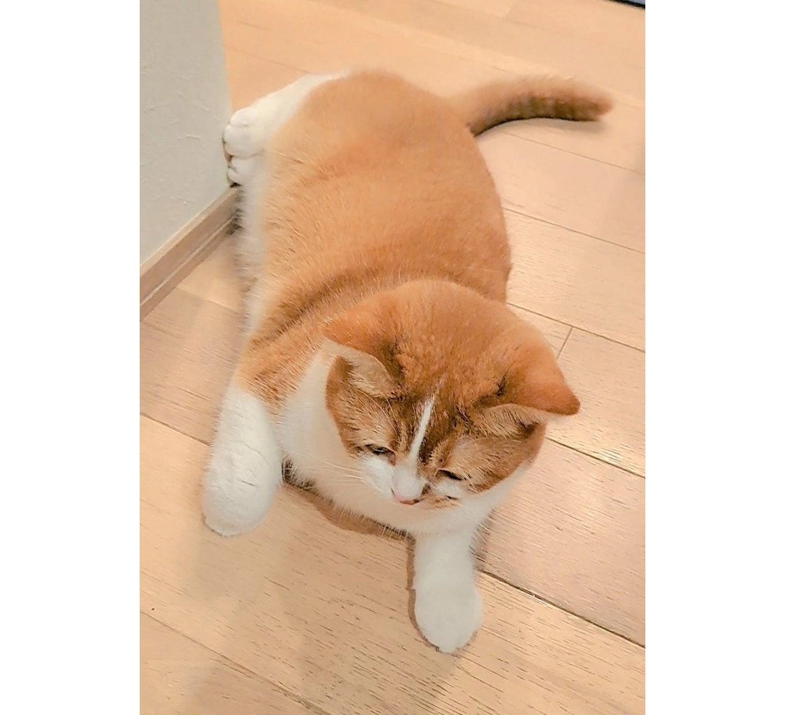 サムネイル画像