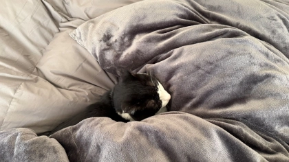 「猫と一緒に極上睡眠しています♡」【ブレインスリープ 】冬の掛け布団が最高すぎ!