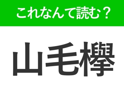 【山毛欅】はなんて読む?背が高い植物の名前