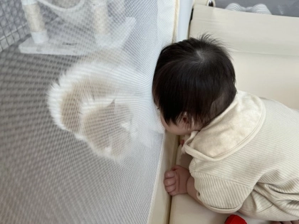 「ねえ僕ちゃんとお話ししよう?」猫に構ってほしい赤ちゃん♡