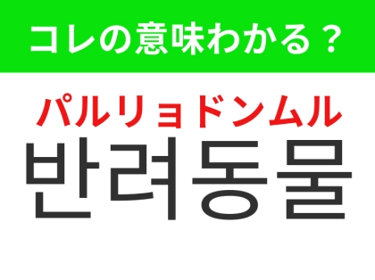 【韓国生活編】覚えておきたいあの言葉！「반려동물（パルリョドンムル）」の意味は？