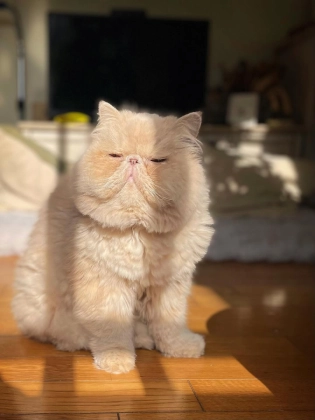 「まぶち～～～」モフモフなひなたぼっこ姿が大反響！