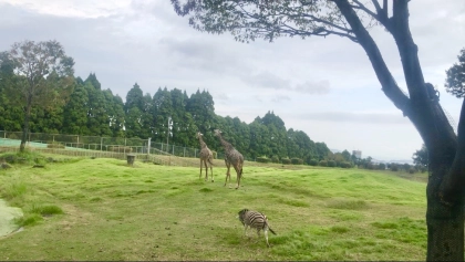 「コアラに会って、砂に包まれて♡」家族で楽しむ鹿児島・指宿の“日本初づくし”体験旅をご紹介！【九州ママ通信Vol.22】