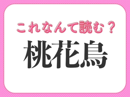 【桃花鳥】はなんて読む？ひらがな2文字の鳥です！